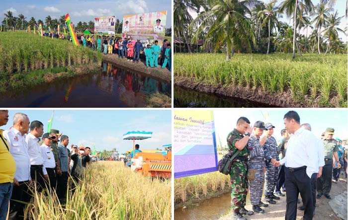 Kerja Keras Petani Padi Lahan Gambut, Patahkan Stigma Asing